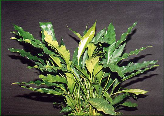 Anubias heterophylla - anubis různolistý