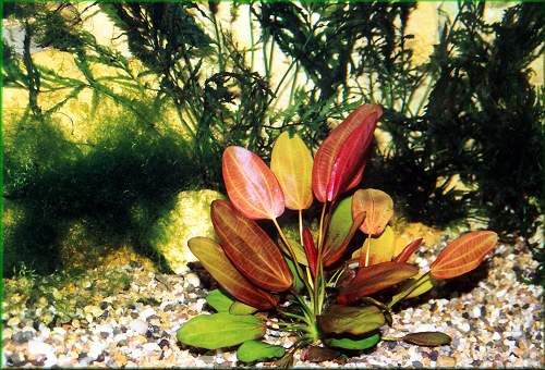 Echinodorus 'Beauty Red' - 2x červený