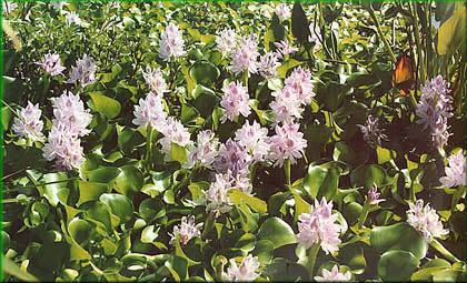 Eichhornia crassipes - tokozelka, vodní hyacint