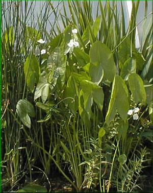 Sagittaria latifolia - šípatka širolistá