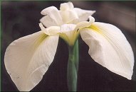 Iris kaempferi 'Mont Blanc'