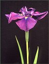 Iris kaempferi 'Yama Usati'