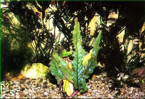 Barclaya longifolia