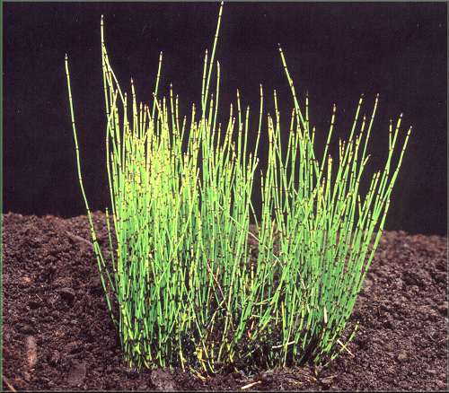 Equisetum variegatum - přeslička pestrá 