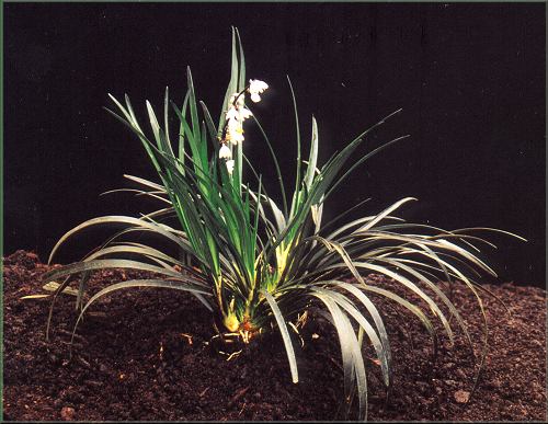 Ophiopogon planiscapus 'Nigrescens' - "černá tráva"