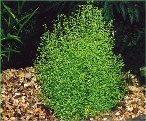 Micranthemum micranthemoides – malokvětka drobná