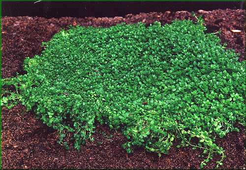 Micranthemum micranthemoides – malokvětka drobná