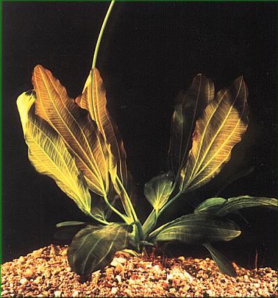 Echinodorus osiris – šípatkovec červenolistý
