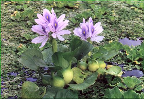 Eichhornia crassipes “Mini”- tokozelka, vodní hyacint