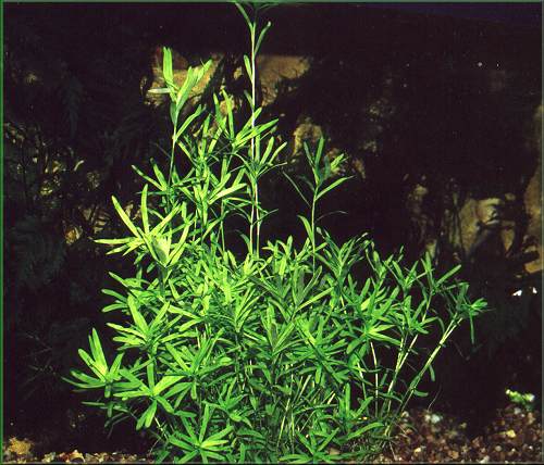 Heteranthera zosterifolia – kosokvět úzkolistý