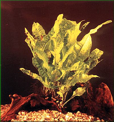 Microsorium pteropus – hnědovka křídlatá