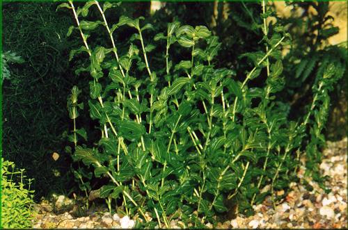Potamogeton perfoliatus – rdest prorostlý 