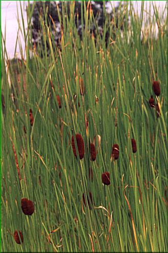 Typha laxmannii – orobinec sítinovitý