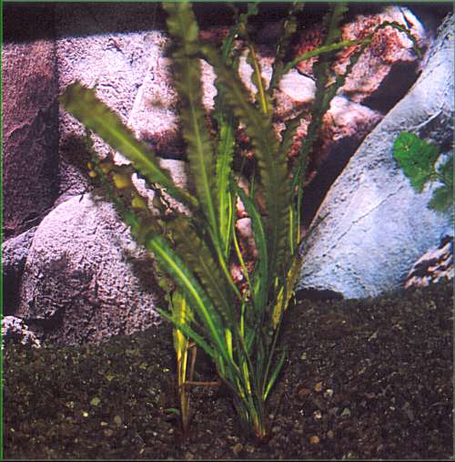 Aponogeton rigidifolius - kalatka kozovitá